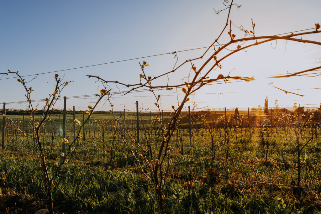 vigne, printemps, bourgeon vigne,