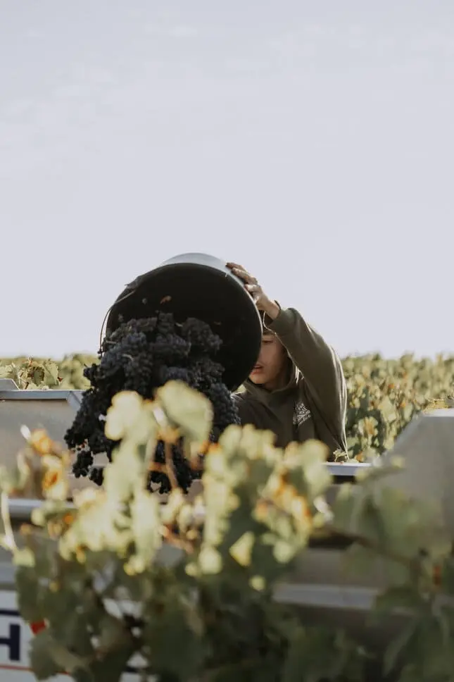 Vendanges 2025, équipe vendangeurs, vendanges manuelles