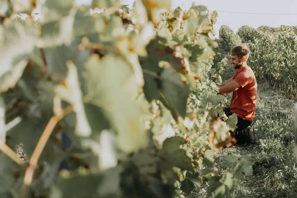 Vendanges 2025, équipe vendangeurs, vendanges manuelles