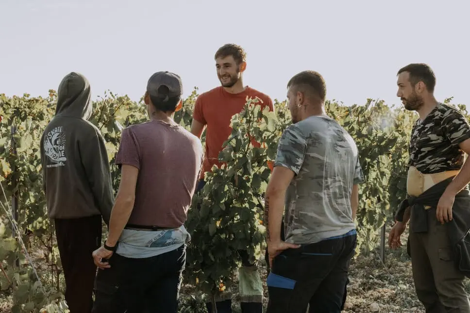 Vendanges 2025, équipe vendangeurs, vendanges manuelles